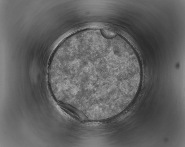 X0000116510853201001061221