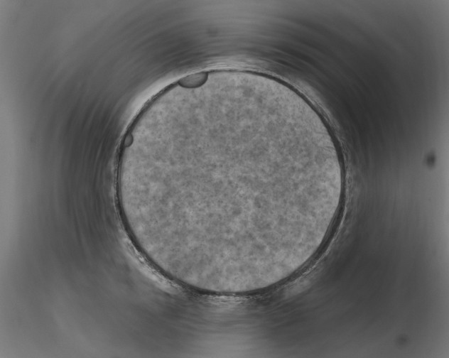 X0000116510854201001061221