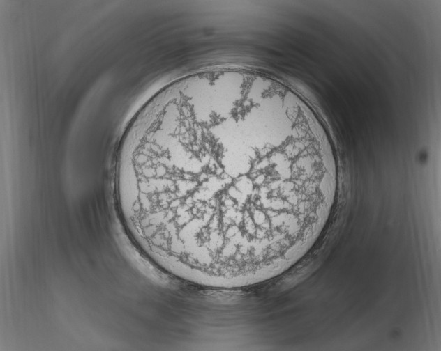X0000116510859201001061221