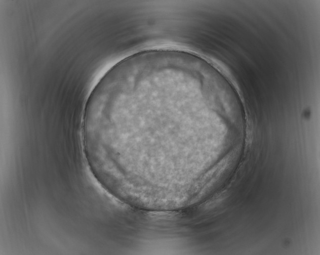 X0000116510863201001061222