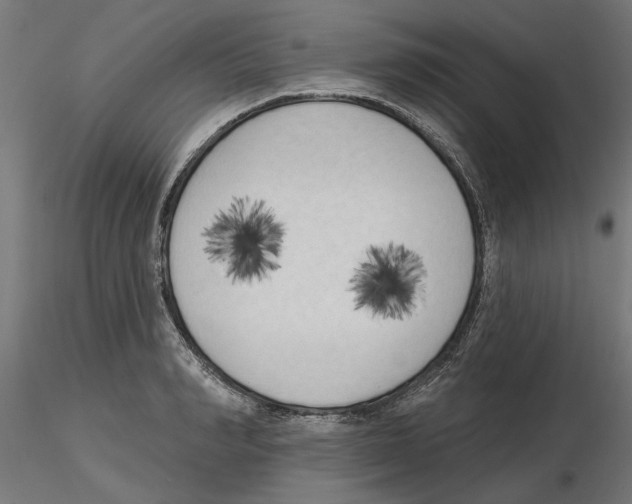 X0000116510990201001061219