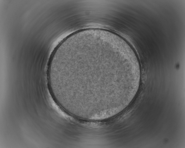 X0000116510995201001061219