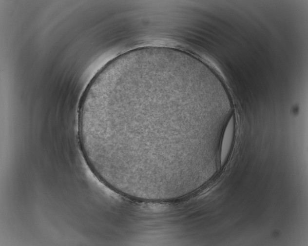 X0000116511095201001061218
