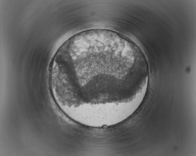 X0000116511096201001061218