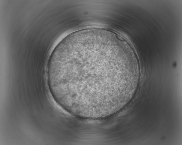 X0000116511243201001061216