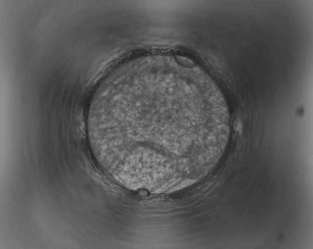 X0000116511252201001061216