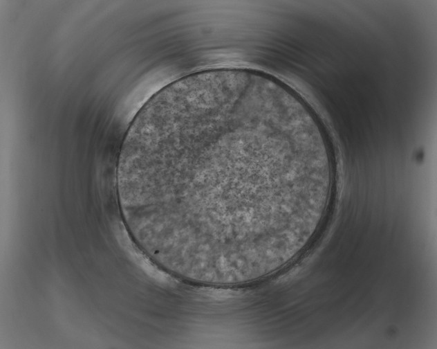 X0000116511289201001061215