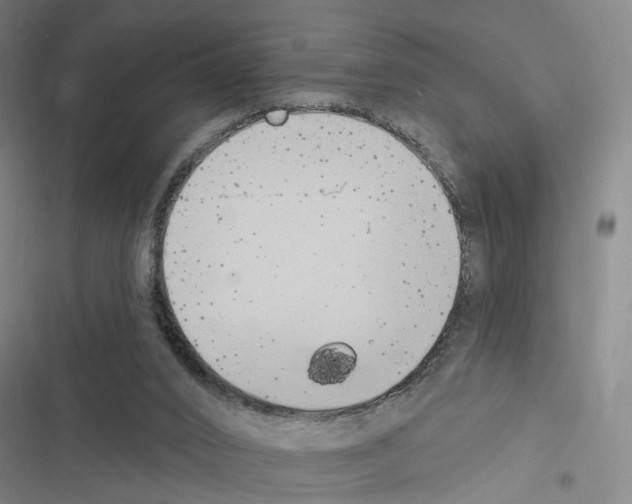 X0000116510016201001201454
