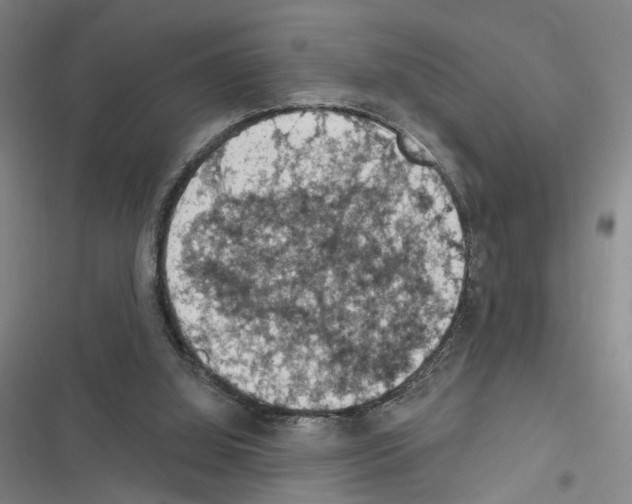 X0000116510060201001201454