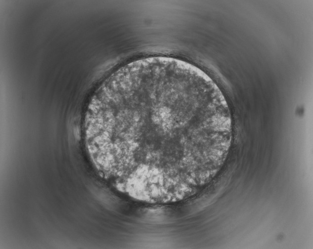 X0000116510068201001201454