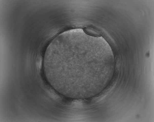 X0000116510076201001201454