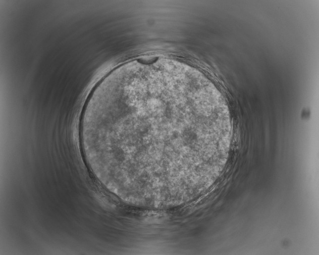 X0000116510099201001201453