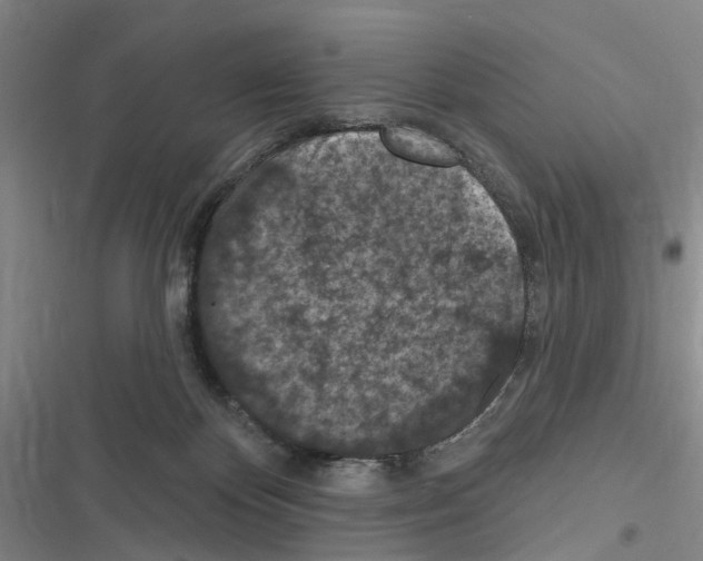 X0000116510124201001201453