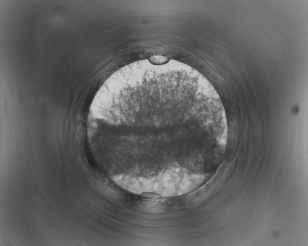 X0000116510136201001201453