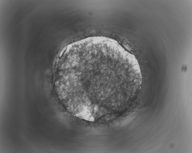 X0000116510144201001201453