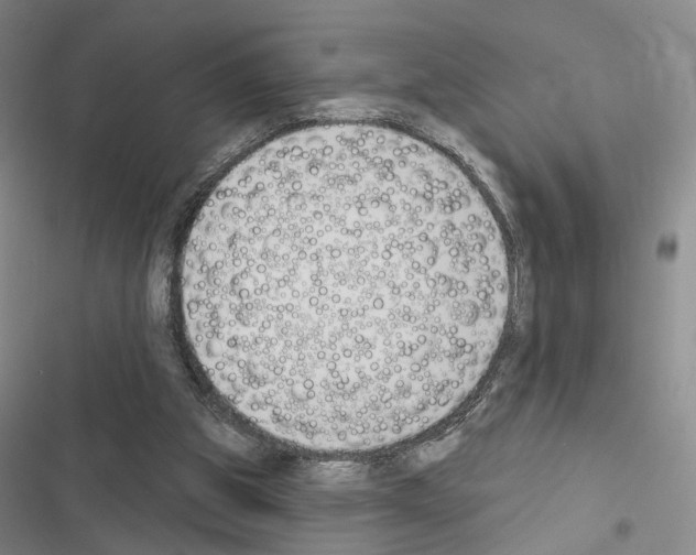 X0000116510153201001201452