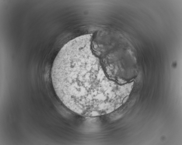 X0000116510185201001201453