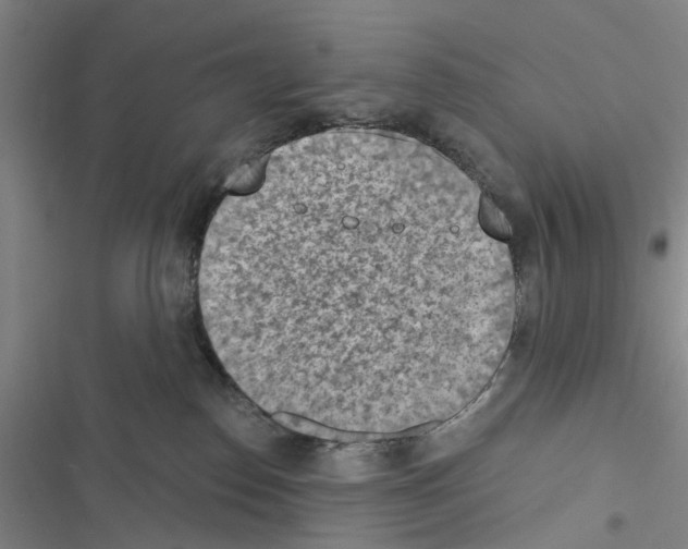 X0000116510186201001201453