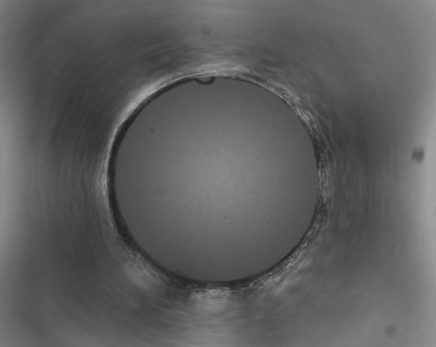 X0000116510196201001201452