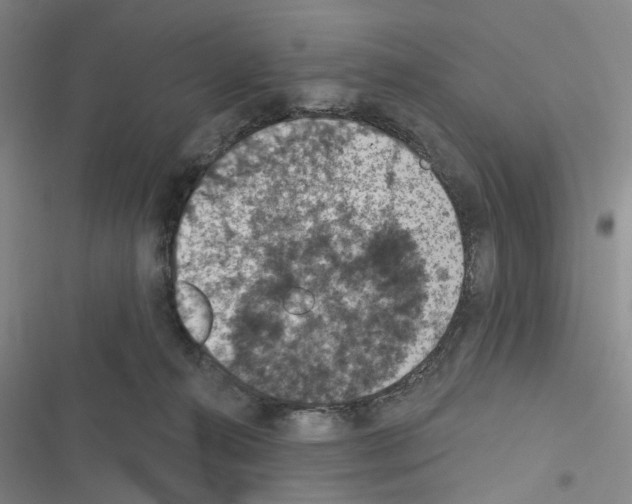 X0000116510272201001201451