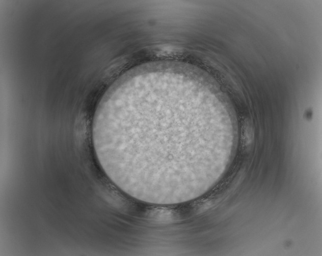 X0000116510276201001201451
