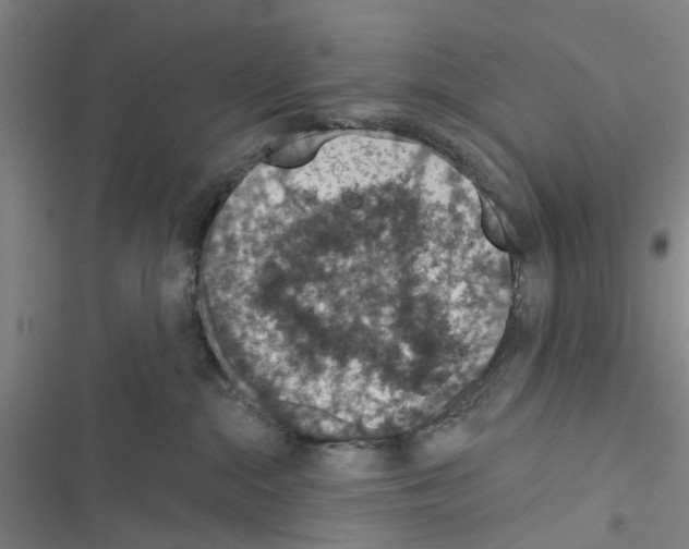 X0000116510284201001201451