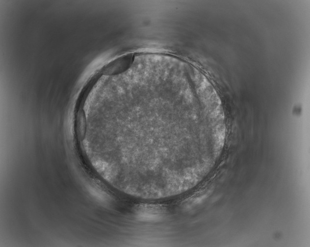 X0000116510296201001201451