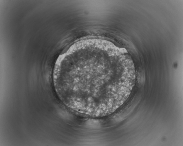 X0000116510332201001201450