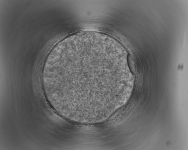 X0000116510385201001201449