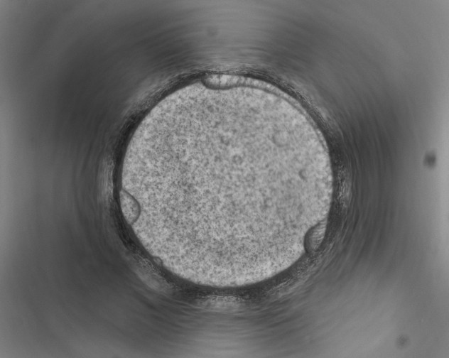 X0000116510685201001201445