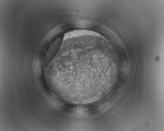 X0000116510696201001201445
