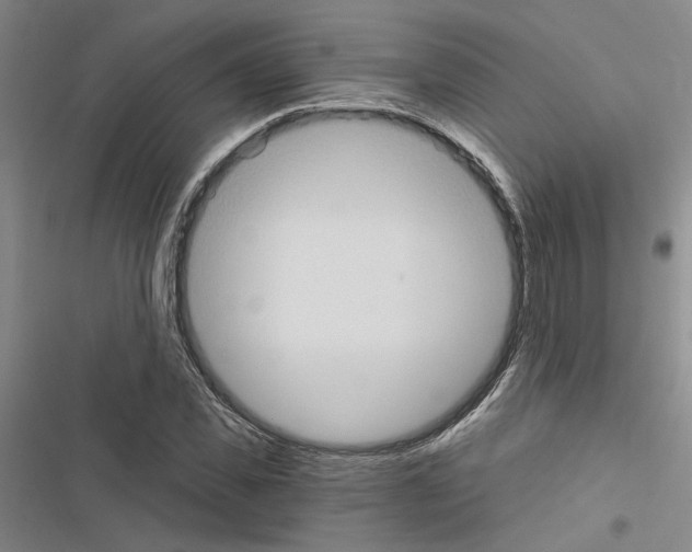 X0000116510925201001201442
