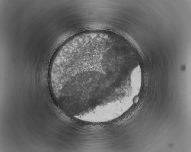 X0000116510930201001201442