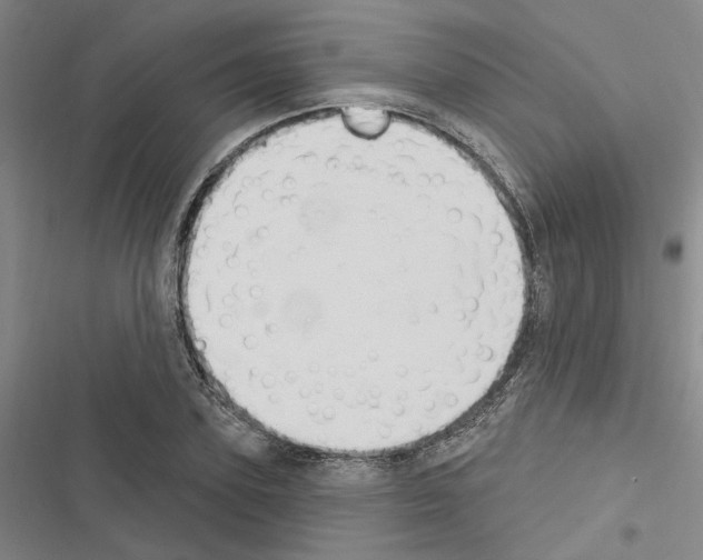 X0000116510931201001201442