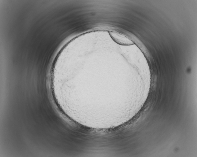 X0000116510955201001201442