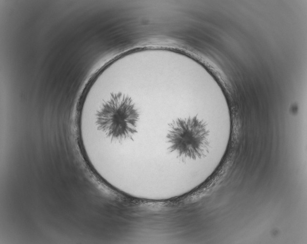 X0000116510990201001201441