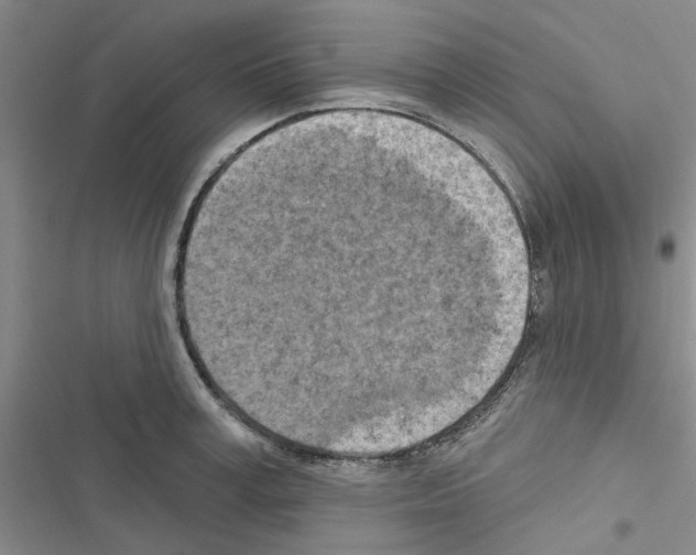X0000116510995201001201441
