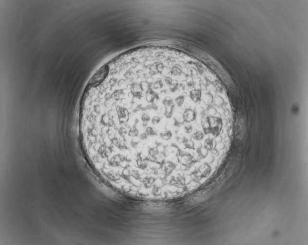 X0000116511036201001201441