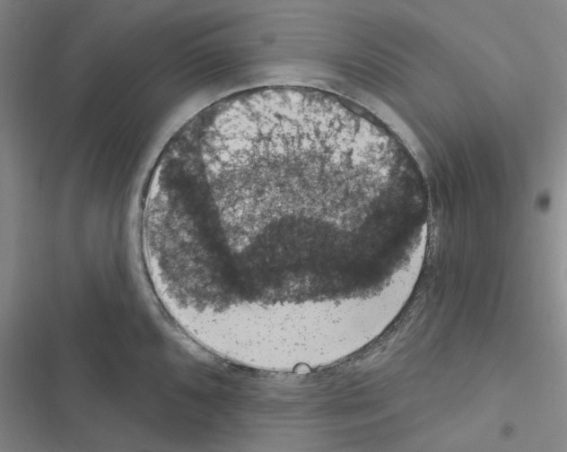 X0000116511096201001201440