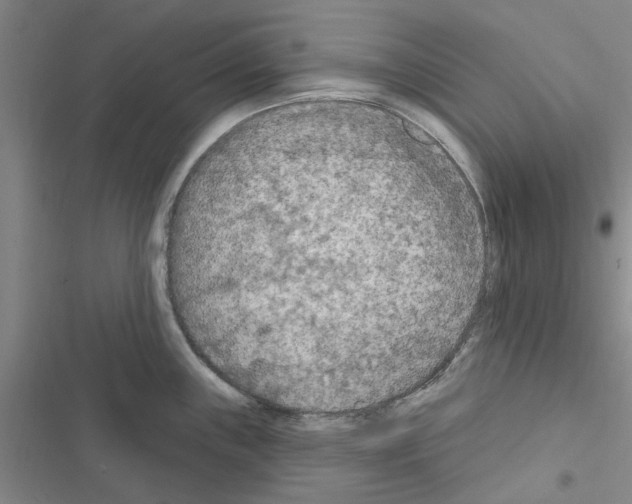 X0000116511243201001201438