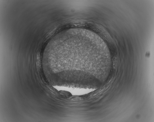 X0000116511298201001201436