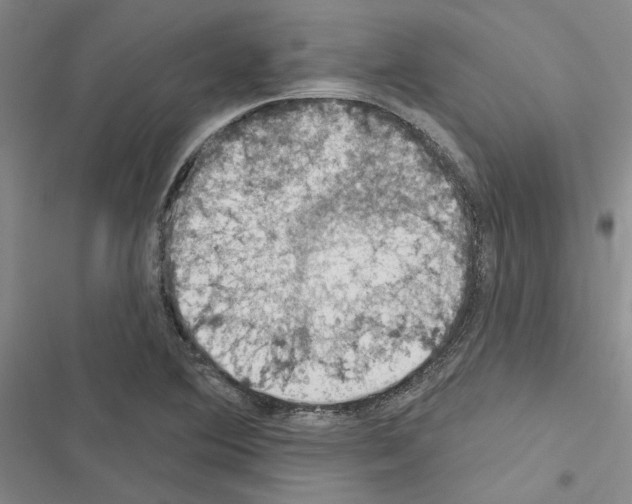 X0000116511364201001201436