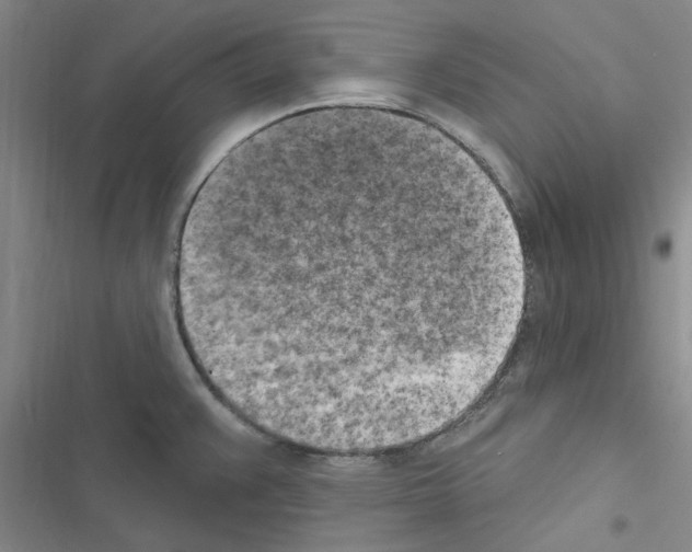 X0000116511383201001201436