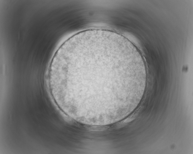 X0000116511440201001201436