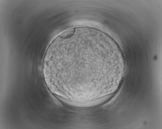 X0000116511529201001201434