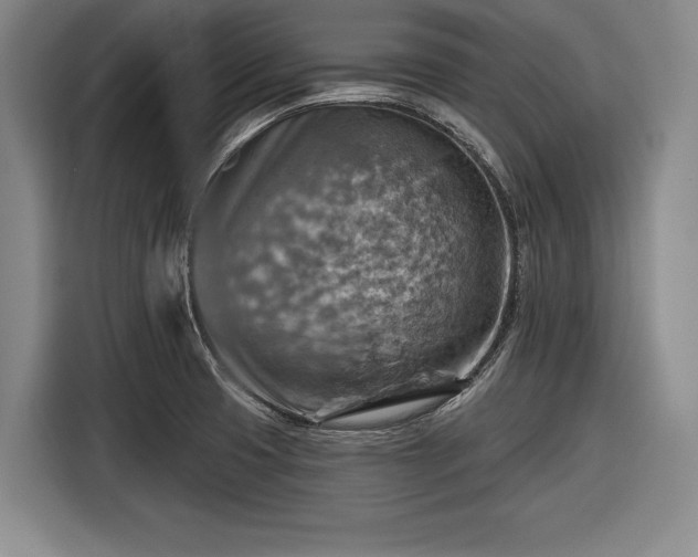 X0000116551425200912171340