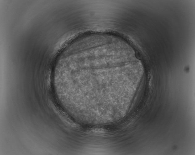 X0000116550685200912311912