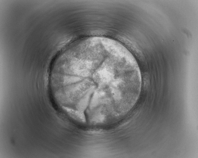 X0000116550206201001071122