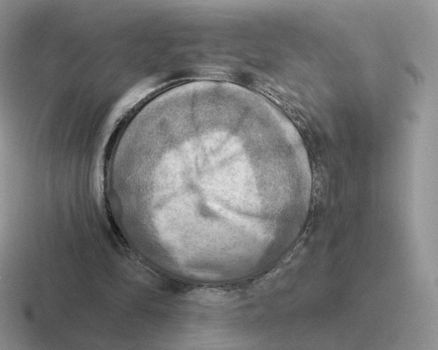 X0000116550294201001071121