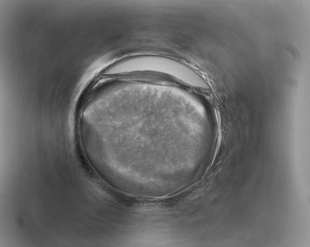 X0000116550296201001071121